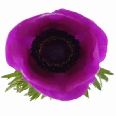 Anemone coronaria Mona Lisa Orchid