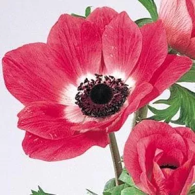 ANEMONE CORONARIA MONA LISA PINK