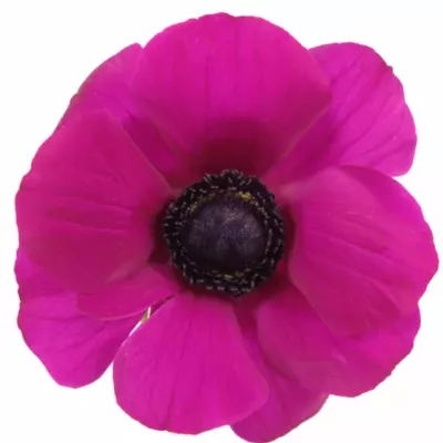 ANEMONE MERON PINK