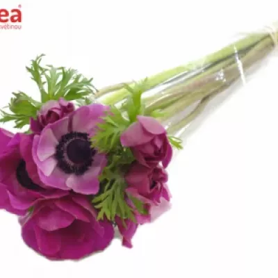 ANEMONE MERON PINK