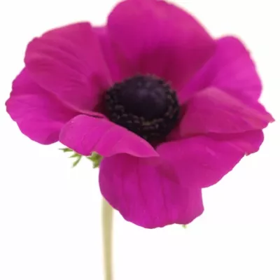 ANEMONE MERON PINK