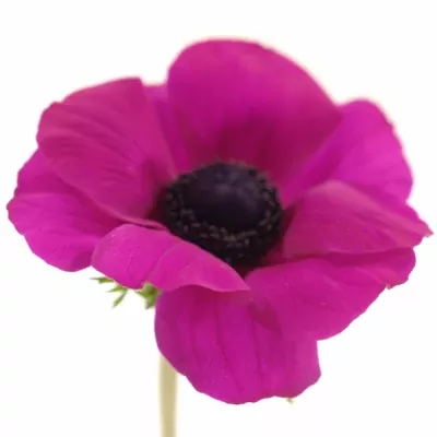 ANEMONE MERON PINK