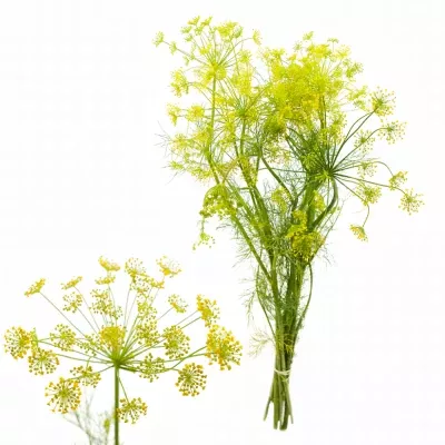 Anethum GRAVEOLENS 65cm