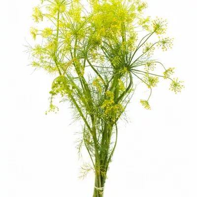 Anethum GRAVEOLENS 65cm