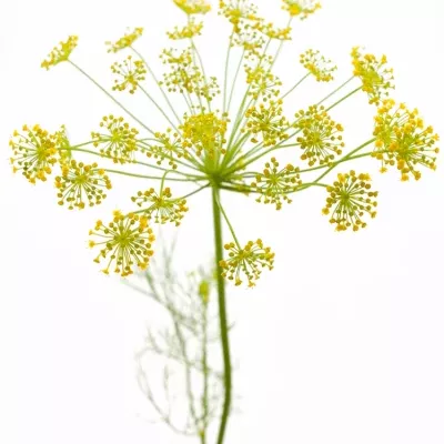 Anethum GRAVEOLENS 65cm