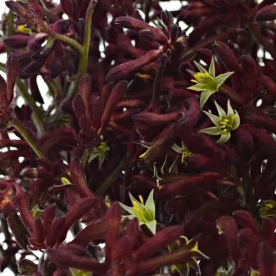 Anigozanthos BUSH RUBY 40CM