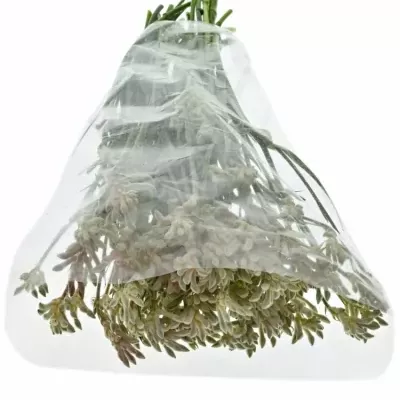 ANIGOZATHOS BUSH DIAMOND 50cm