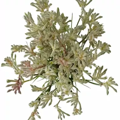 ANIGOZATHOS BUSH DIAMOND 50cm