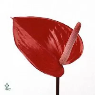 ANTHURIUM A CERILLA