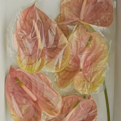 ANTHURIUM A COGNAC x10box Ø15cm