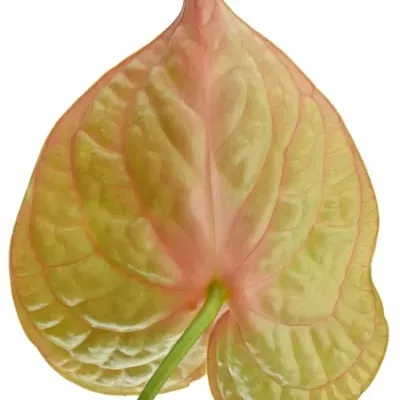 ANTHURIUM A COGNAC x10box Ø15cm