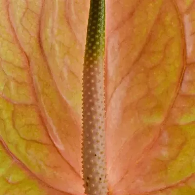 ANTHURIUM A COGNAC x10box Ø15cm