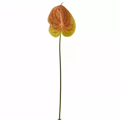 ANTHURIUM A COGNAC x10box Ø15cm