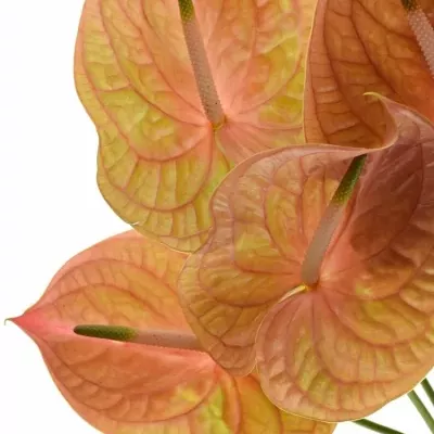 ANTHURIUM A COGNAC x10box Ø15cm