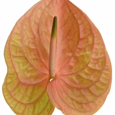 ANTHURIUM A COGNAC x10box Ø15cm