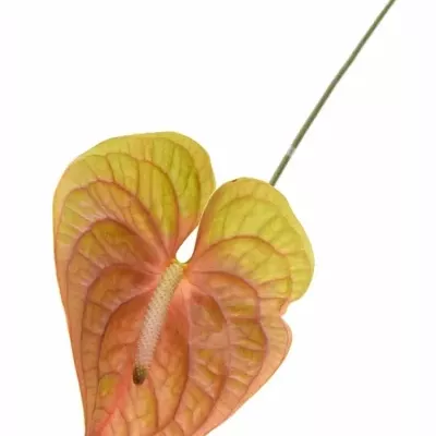 ANTHURIUM A COGNAC x10box Ø15cm