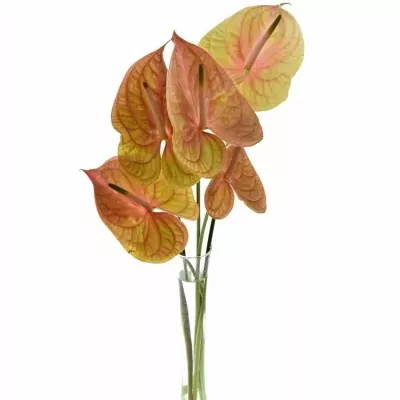 ANTHURIUM A COGNAC x10box Ø15cm