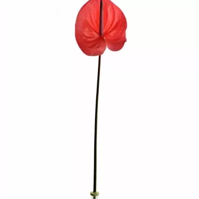 ANTHURIUM A ENJOY x16box Ø11cm