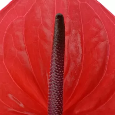 ANTHURIUM A ENJOY x16box Ø11cm