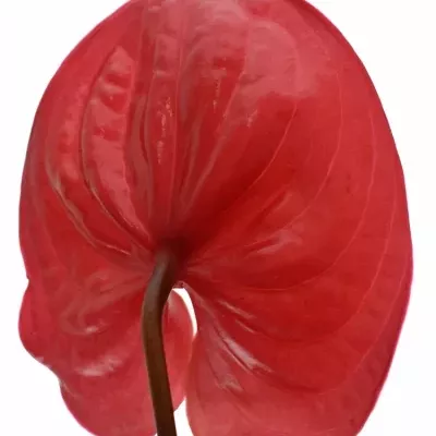 ANTHURIUM A ENJOY x16box Ø11cm