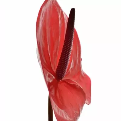 ANTHURIUM A ENJOY x16box Ø11cm