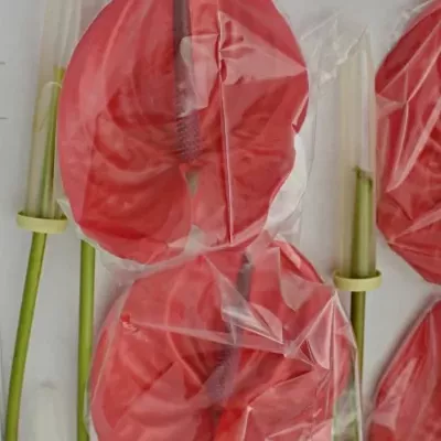 ANTHURIUM A ENJOY x16box Ø11cm