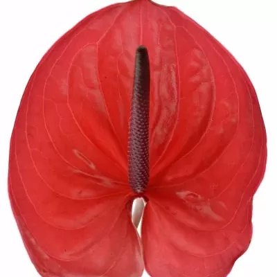 ANTHURIUM A ENJOY x16box Ø11cm