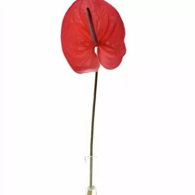 ANTHURIUM A ENJOY x16box Ø11cm