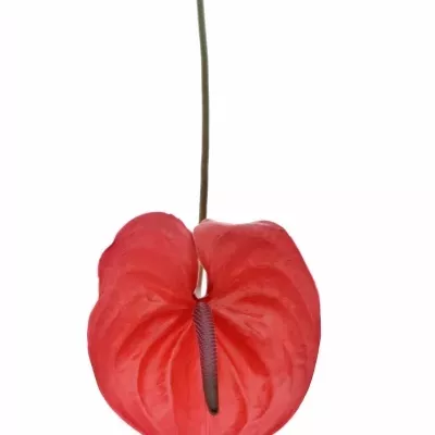 ANTHURIUM A ENJOY x16box Ø11cm