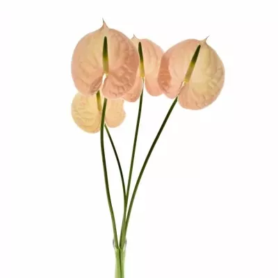 ANTHURIUM A EVITA PINK x16box Ø11cm