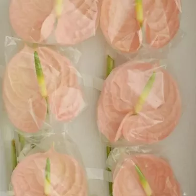 ANTHURIUM A EVITA PINK x16box Ø11cm