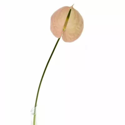 ANTHURIUM A EVITA PINK x16box Ø11cm