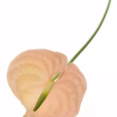 ANTHURIUM A EVITA PINK x16box Ø11cm