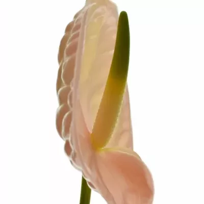 ANTHURIUM A EVITA PINK x16box Ø11cm