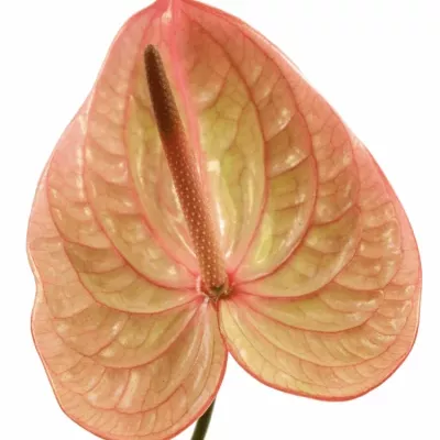 ANTHURIUM A MARIJKE x20box Ø9cm