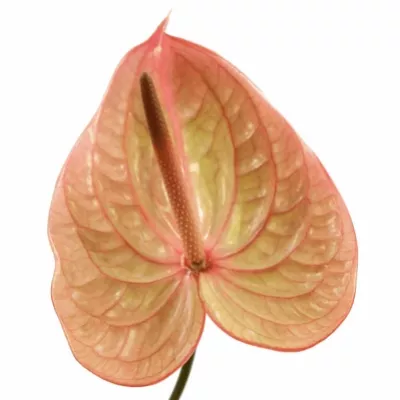 ANTHURIUM A MARIJKE x20box Ø9cm