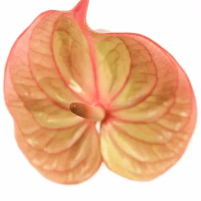 ANTHURIUM A MARIJKE x20box Ø9cm