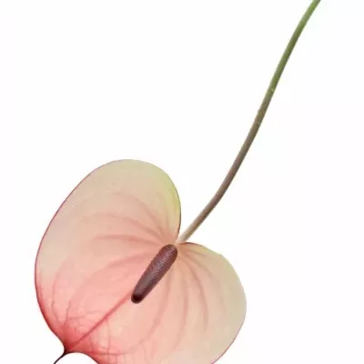 ANTHURIUM A MAXIMA ELEGANCE