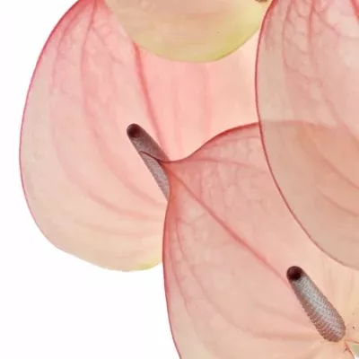 ANTHURIUM A MAXIMA ELEGANCE