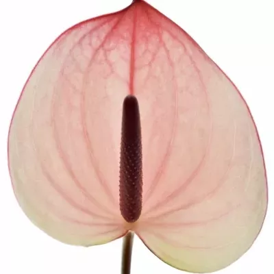 ANTHURIUM A MAXIMA ELEGANCE