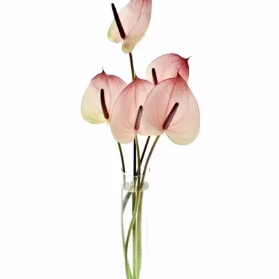 ANTHURIUM A MAXIMA ELEGANCE