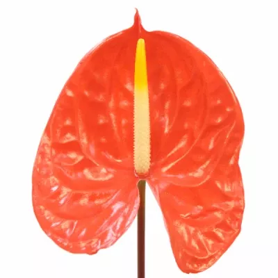 Anthurium A SUNGLOW