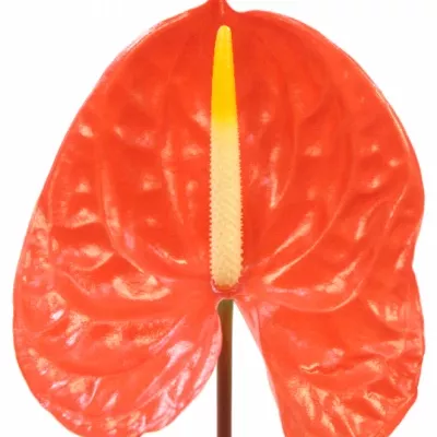 Anthurium A SUNGLOW