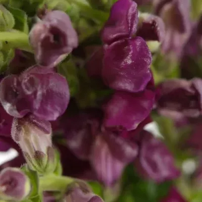 ANTIRRHINUM COOL CRIMSON