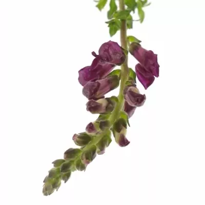 ANTIRRHINUM COOL CRIMSON