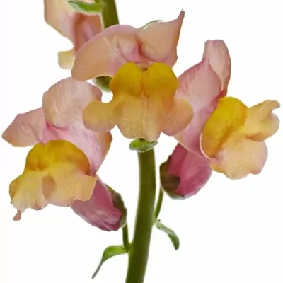 ANTIRRHINUM COOL ORANGE 80cm