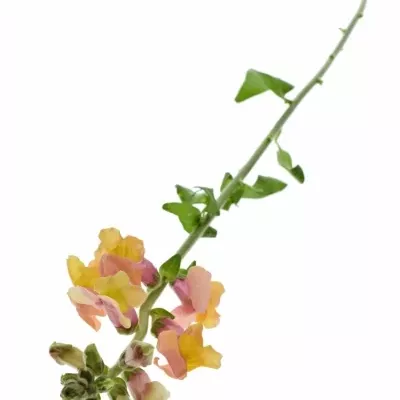 ANTIRRHINUM COOL ORANGE 80cm