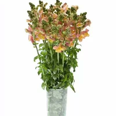 ANTIRRHINUM COOL ORANGE 80cm