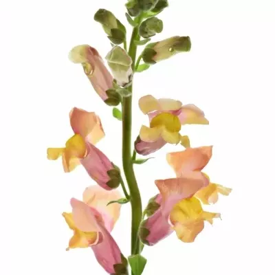 ANTIRRHINUM COOL ORANGE 80cm