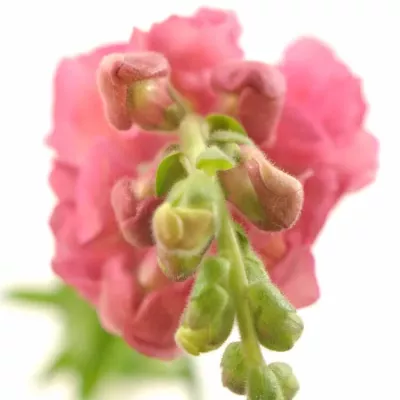 ANTIRRHINUM COOL ROSE